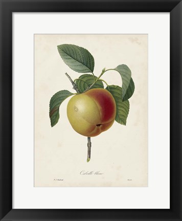 Framed Redoute&#39;s Fruit IV Print