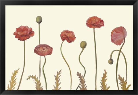 Framed Coral Poppy Display I Print