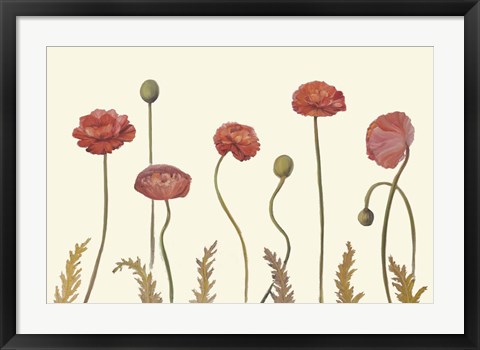 Framed Coral Poppy Display I Print