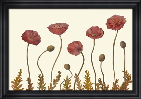 Framed Coral Poppy Display II Print