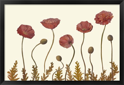 Framed Coral Poppy Display II Print