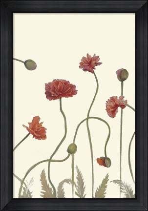 Framed Coral Poppy Display III Print