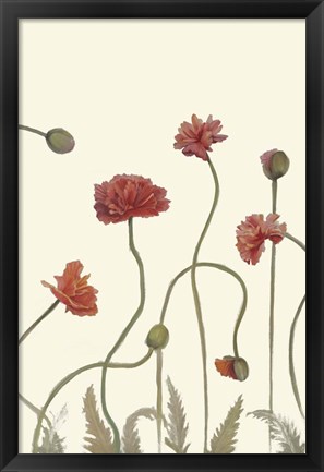 Framed Coral Poppy Display III Print