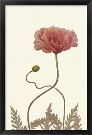 Framed Coral Poppy Display IV Print