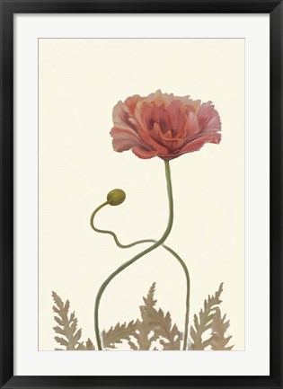 Framed Coral Poppy Display IV Print