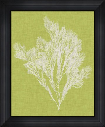 Framed Seaweed Pop V Print