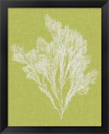 Framed Seaweed Pop V Print