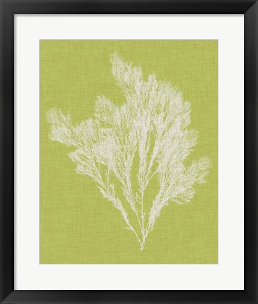 Framed Seaweed Pop V Print