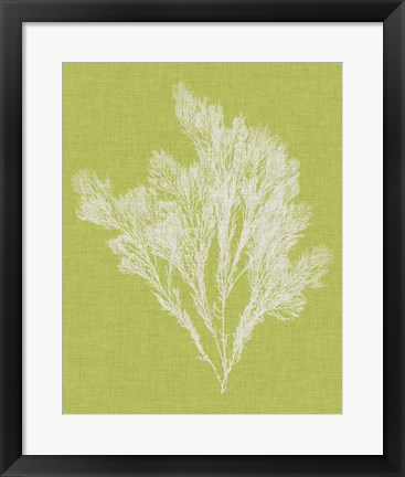 Framed Seaweed Pop V Print