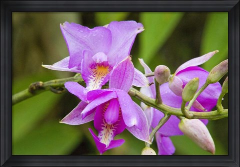 Framed Wild Orchid, Cloud Forest, Upper Madre De Dios River, Peru Print