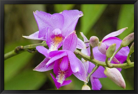 Framed Wild Orchid, Cloud Forest, Upper Madre De Dios River, Peru Print