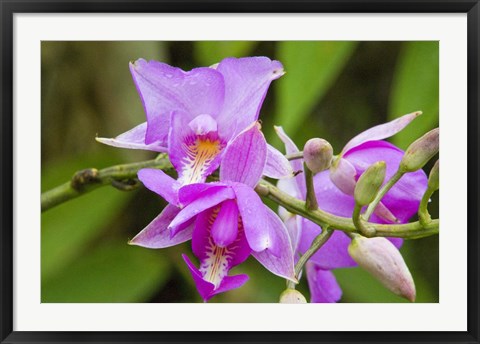 Framed Wild Orchid, Cloud Forest, Upper Madre De Dios River, Peru Print