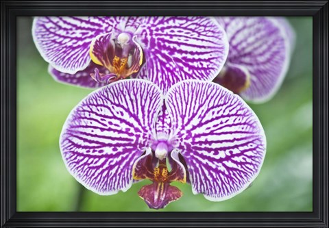 Framed Orchid Print
