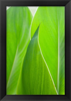 Framed Canna Leaf Close-Up 1 Print