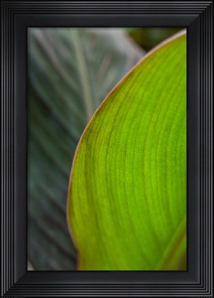 Framed Canna Leaf Close-Up 2 Print
