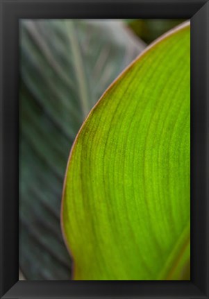 Framed Canna Leaf Close-Up 2 Print