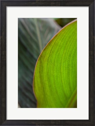 Framed Canna Leaf Close-Up 2 Print