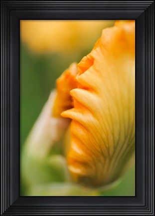 Framed Peach Bearded Iris 1 Print