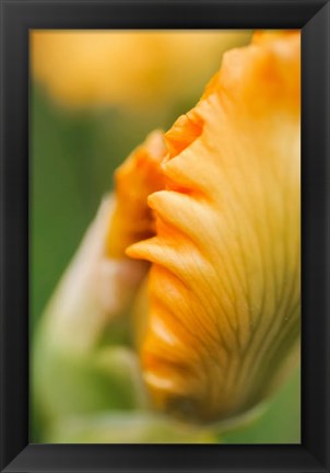 Framed Peach Bearded Iris 1 Print