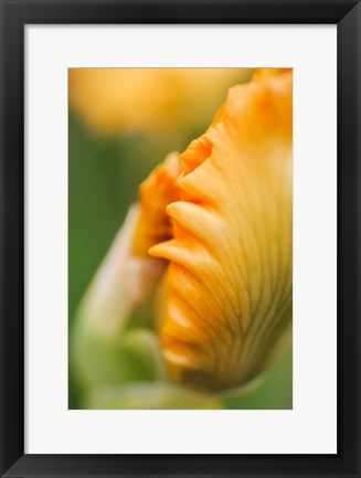 Framed Peach Bearded Iris 1 Print