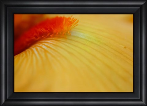 Framed Peach Bearded Iris 2 Print