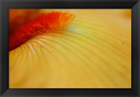 Framed Peach Bearded Iris 2 Print