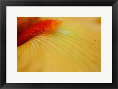 Framed Peach Bearded Iris 2 Print