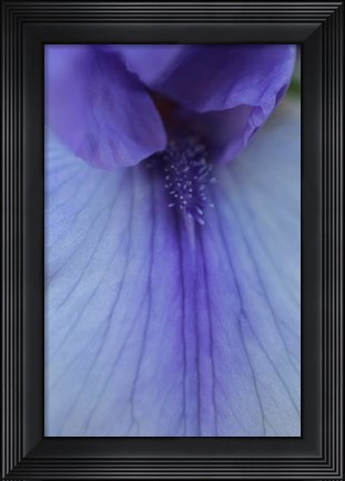 Framed Lavender Bearded Iris Print