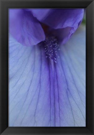 Framed Lavender Bearded Iris Print