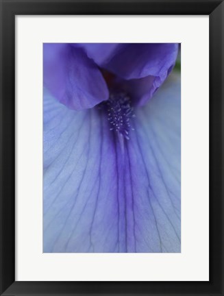 Framed Lavender Bearded Iris Print