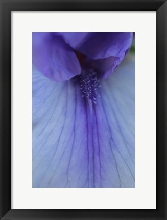 Framed Lavender Bearded Iris Print