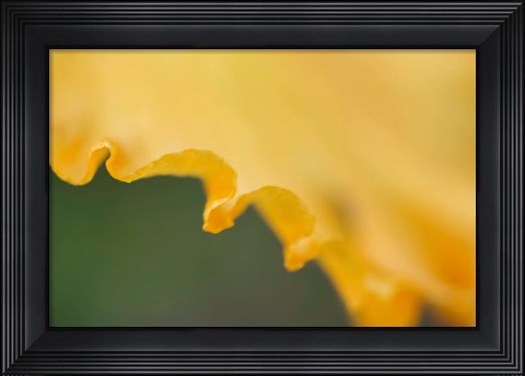 Framed Peach Bearded Iris Print