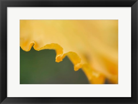 Framed Peach Bearded Iris Print