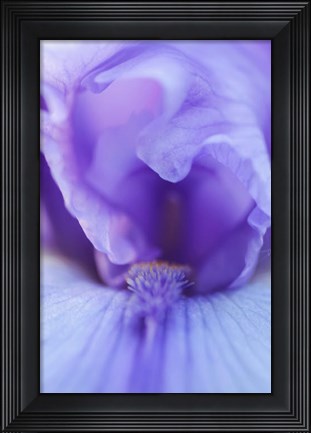 Framed Lavender Bearded Iris Print