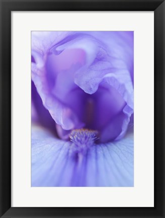 Framed Lavender Bearded Iris Print