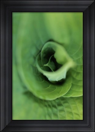 Framed Hosta Leaf Detail 1 Print