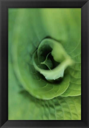 Framed Hosta Leaf Detail 1 Print