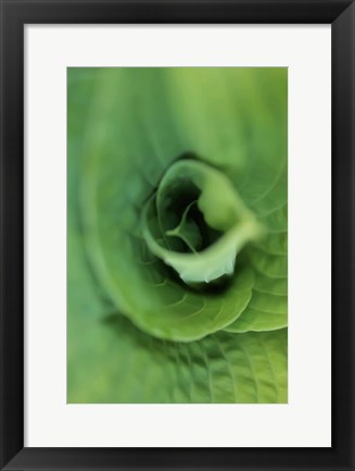 Framed Hosta Leaf Detail 1 Print