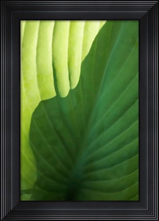 Framed Hosta Leaf Detail 2 Print