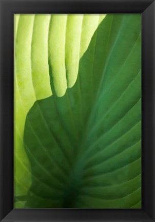 Framed Hosta Leaf Detail 2 Print