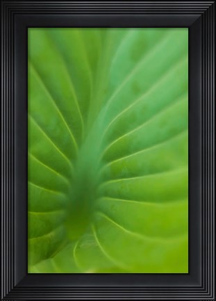 Framed Hosta Leaf Detail 3 Print