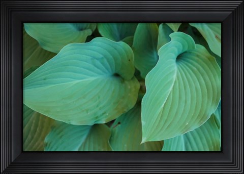 Framed Hosta Leaf Detail 5 Print