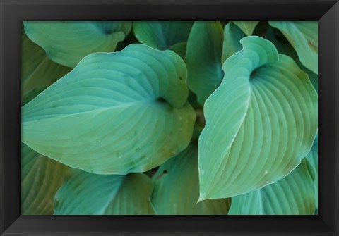 Framed Hosta Leaf Detail 5 Print