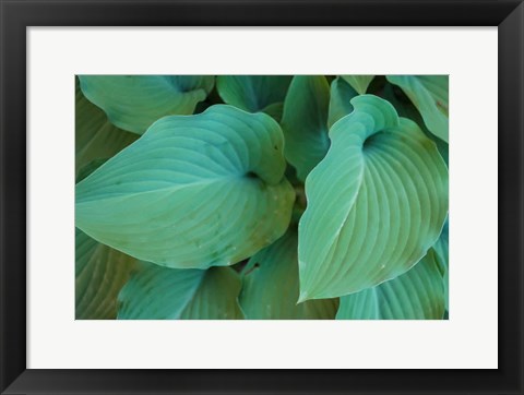 Framed Hosta Leaf Detail 5 Print