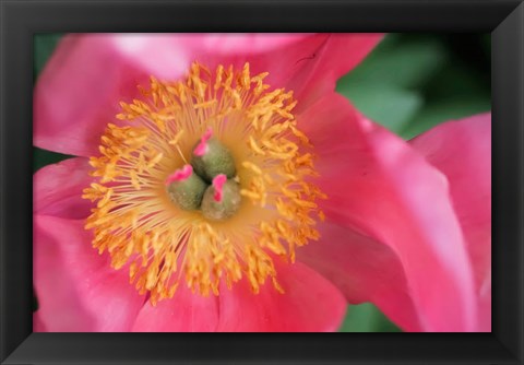 Framed Pink Peony Bloom Print