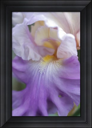Framed Pale Lavender Bearded Iris Close-Up Print