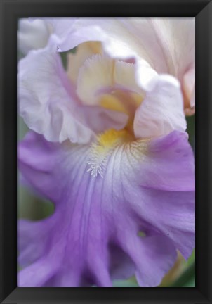 Framed Pale Lavender Bearded Iris Close-Up Print