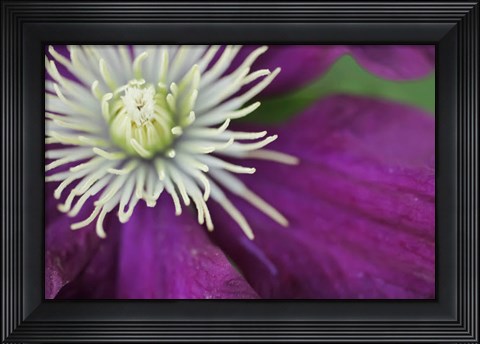Framed Purple Clematis Bloom Print