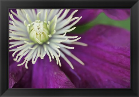 Framed Purple Clematis Bloom Print