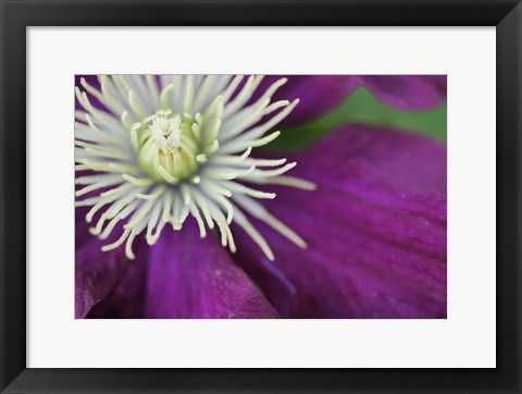 Framed Purple Clematis Bloom Print